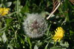 Common dandelion